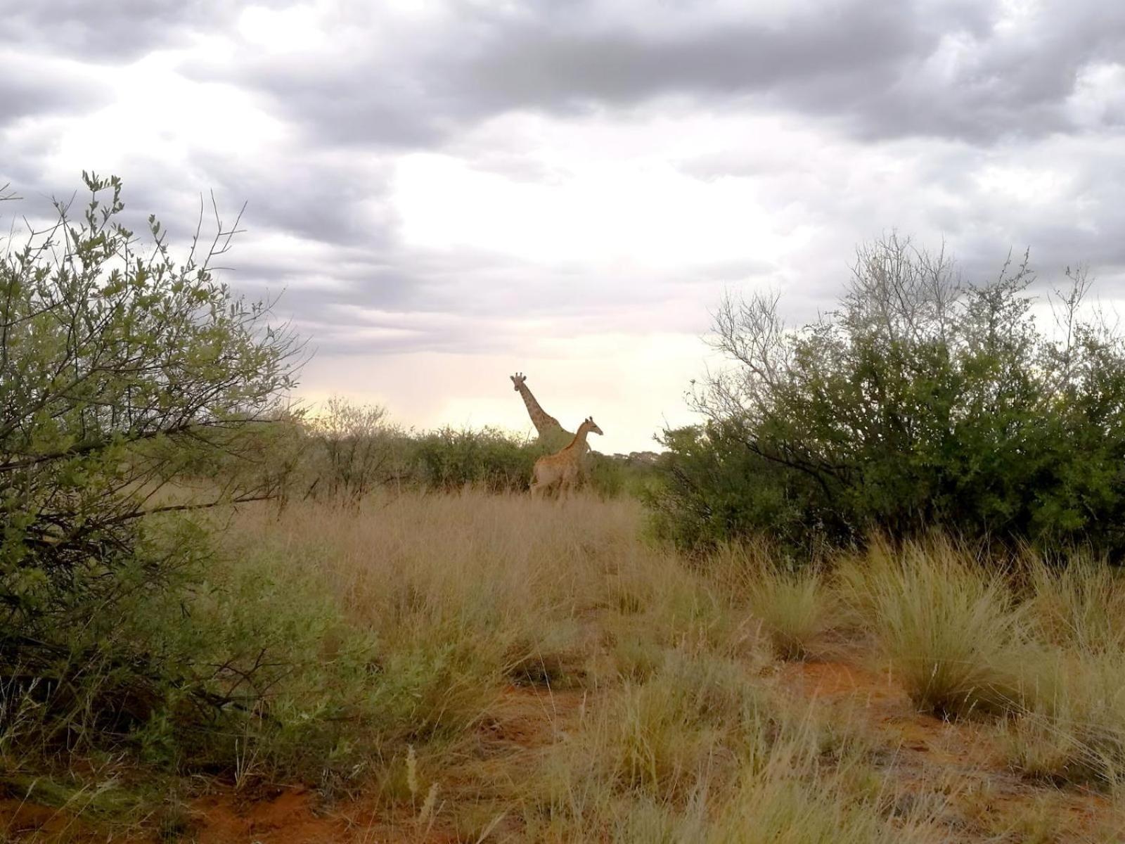 West Nest Lodge Gobabis Ngoại thất bức ảnh
