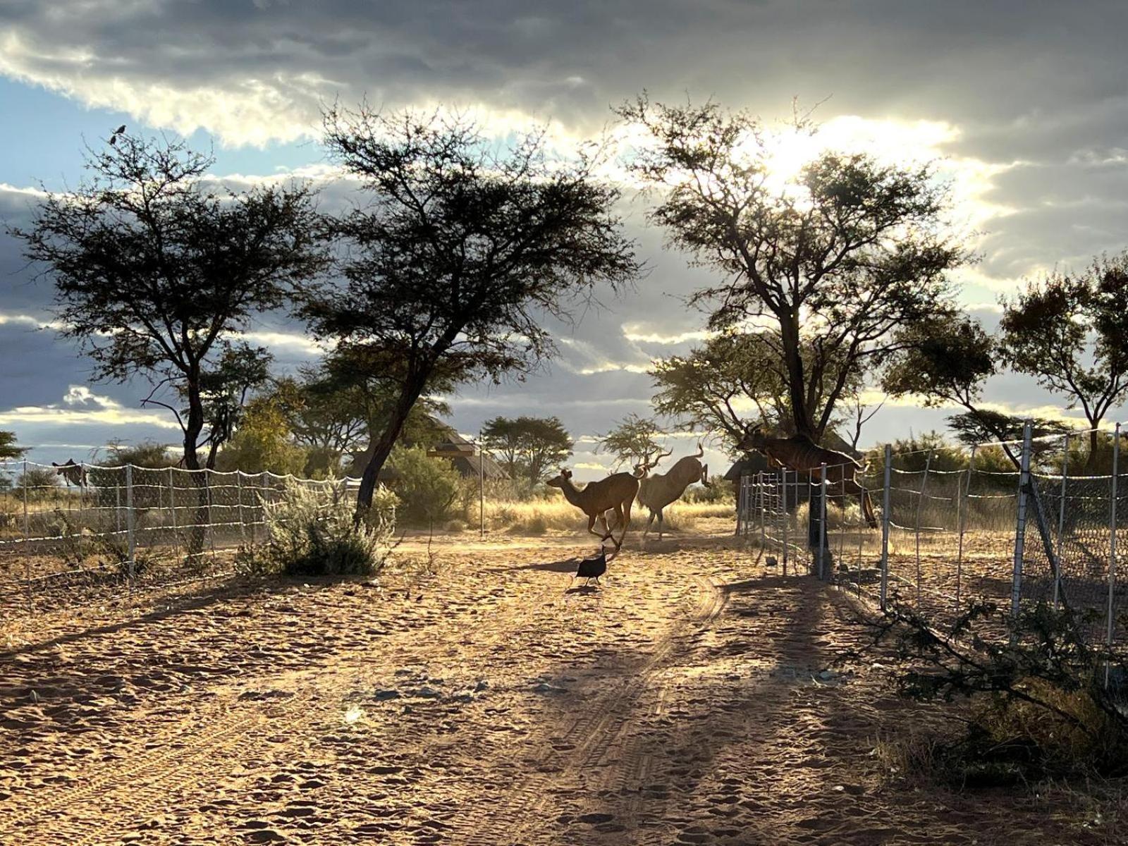 West Nest Lodge Gobabis Ngoại thất bức ảnh